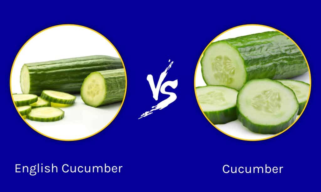English Cucumber vs Cucumber