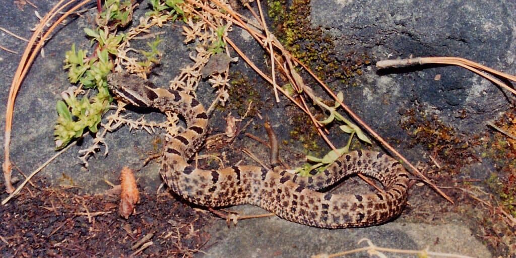 Tamaulipan Rock Rattlesnake