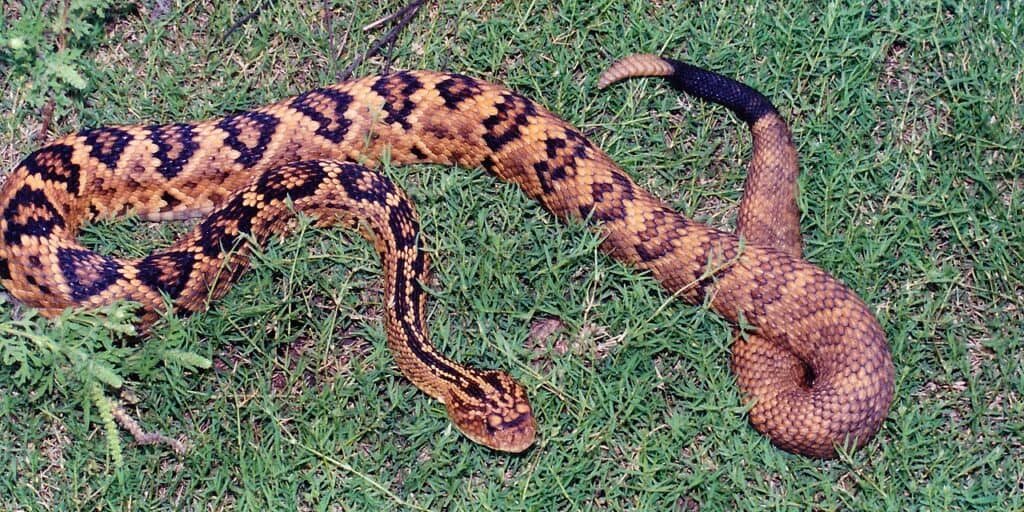 Totonacan Rattlesnake