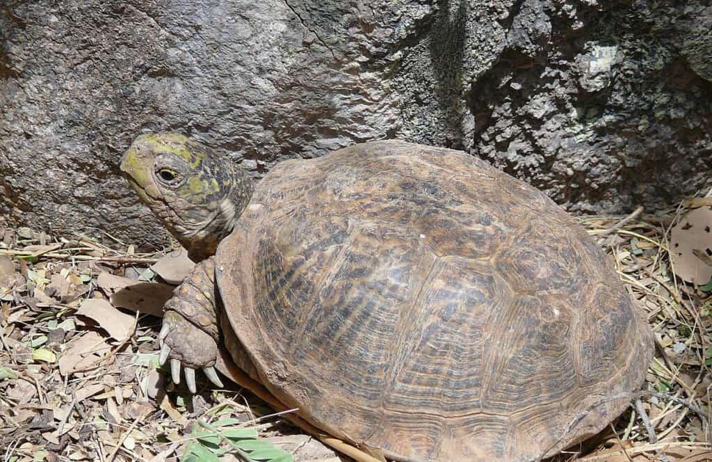 Desert Box Turtle