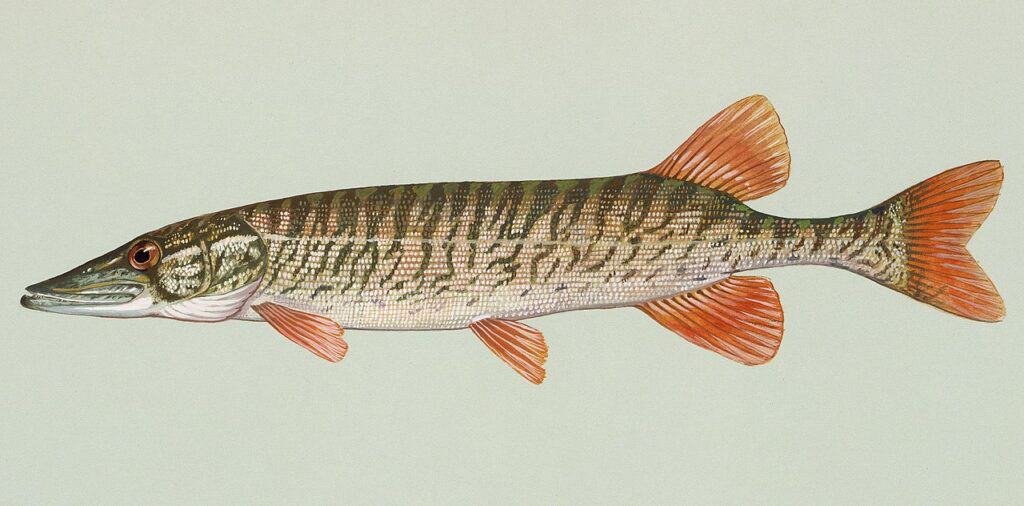 Redfin Pickerel