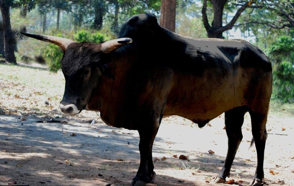 Indian Aurochs