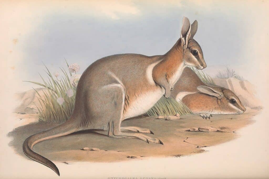 Crescent Nail-tail Wallaby