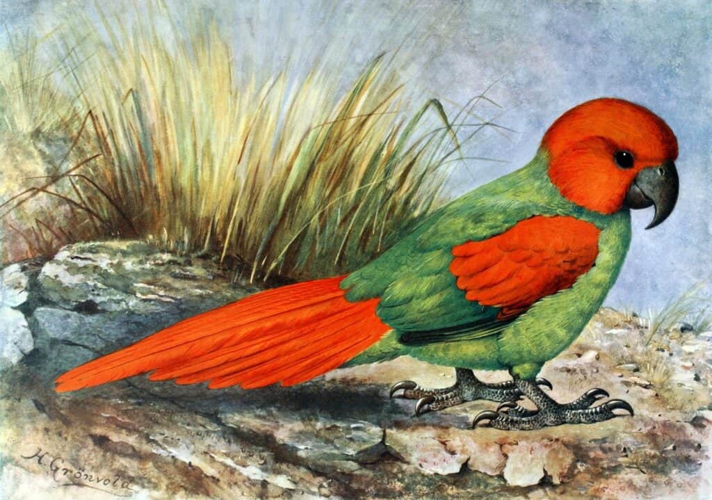 Rodrigues Parrot