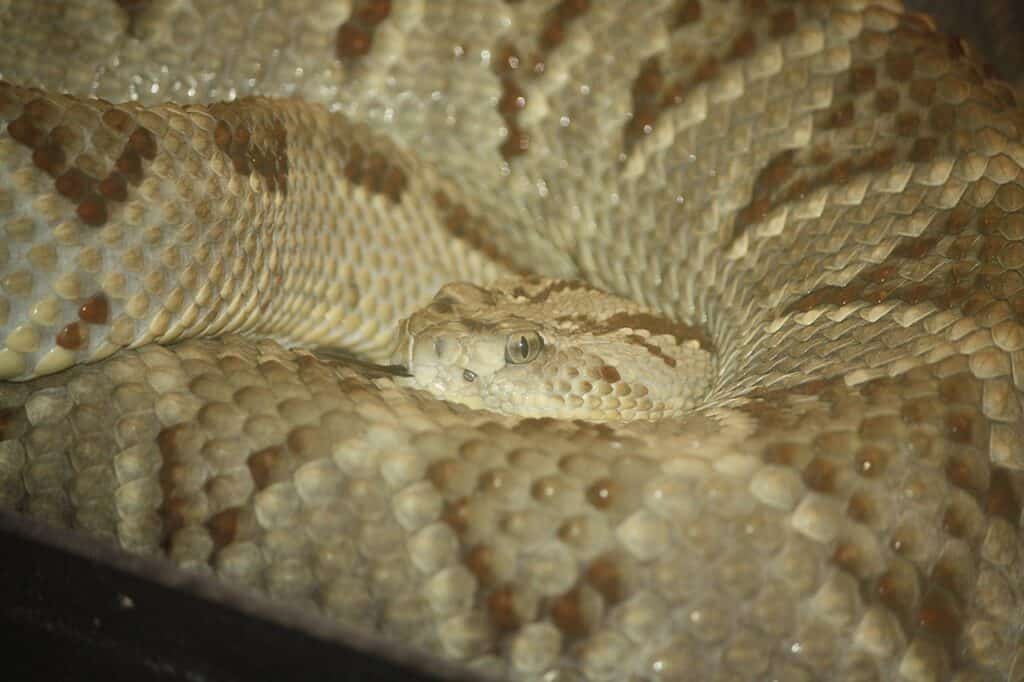 Yucatan Neotropical Rattlesnake