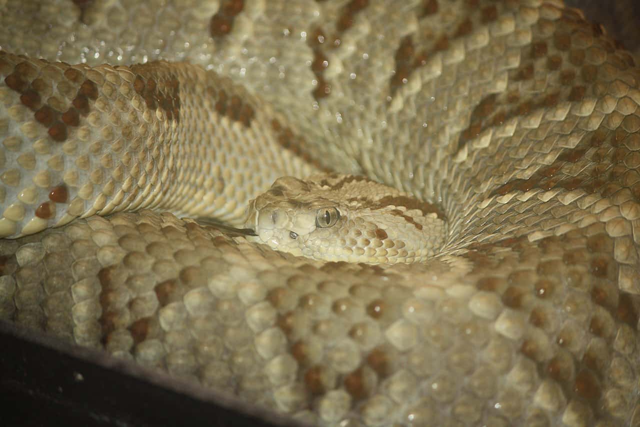 Pit Viper Size Comparison: Just How Large Do These Snakes Get? - A-Z ...