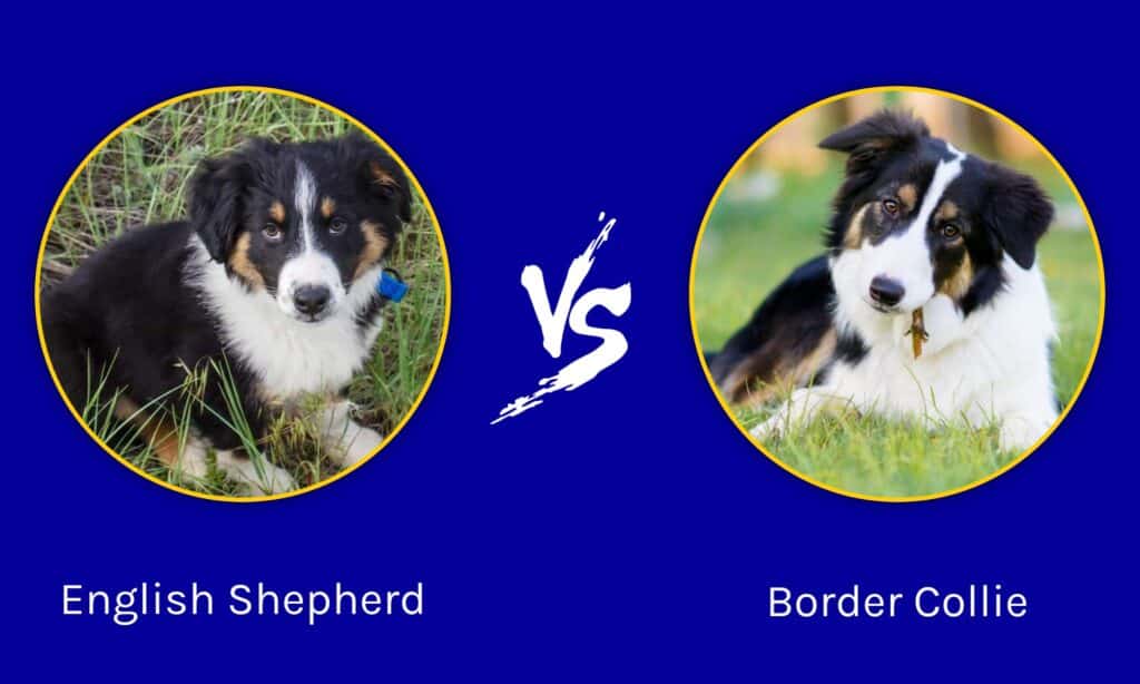 what does an english shepherd look like