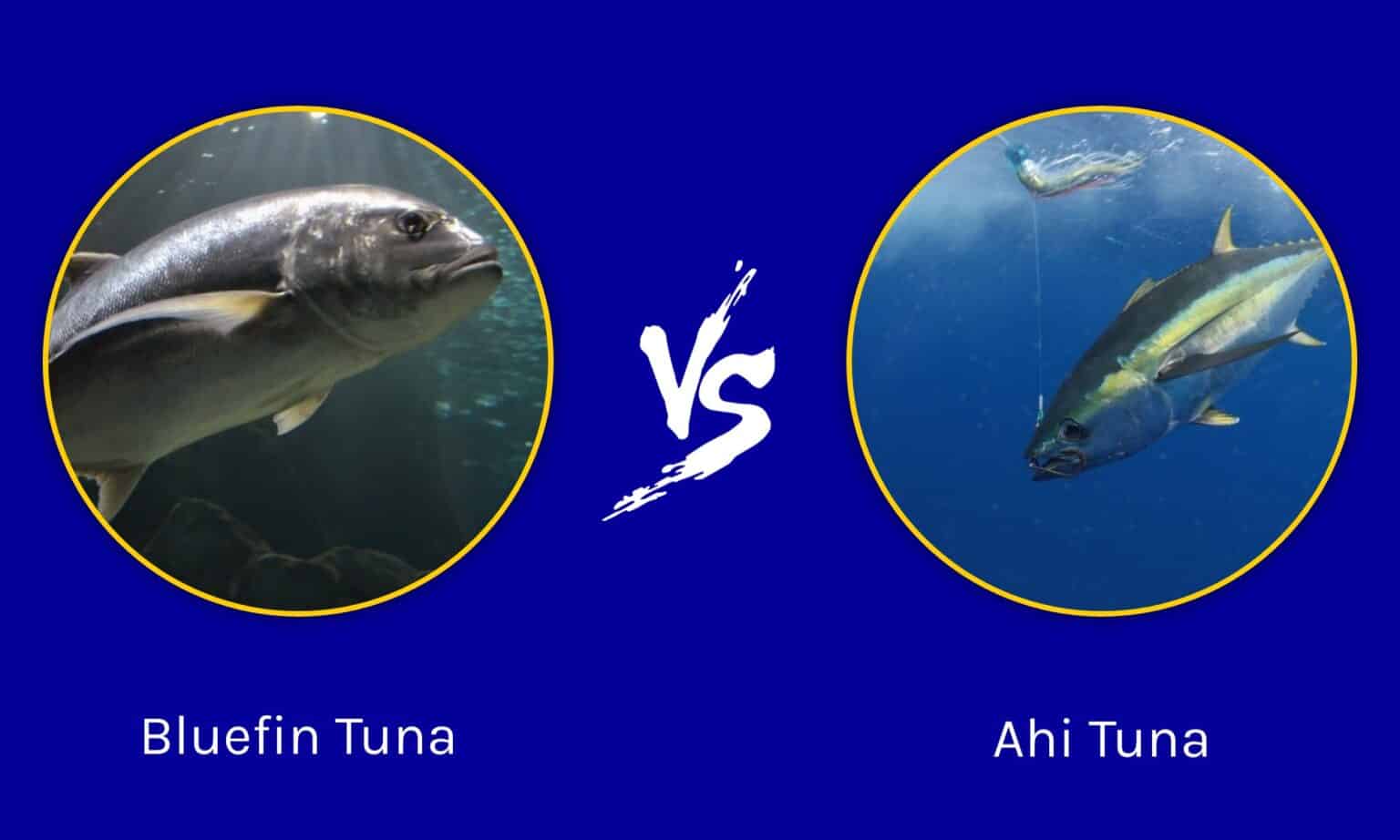 ahi-tuna-vs-bluefin-tuna-key-differences-explained-az-animals