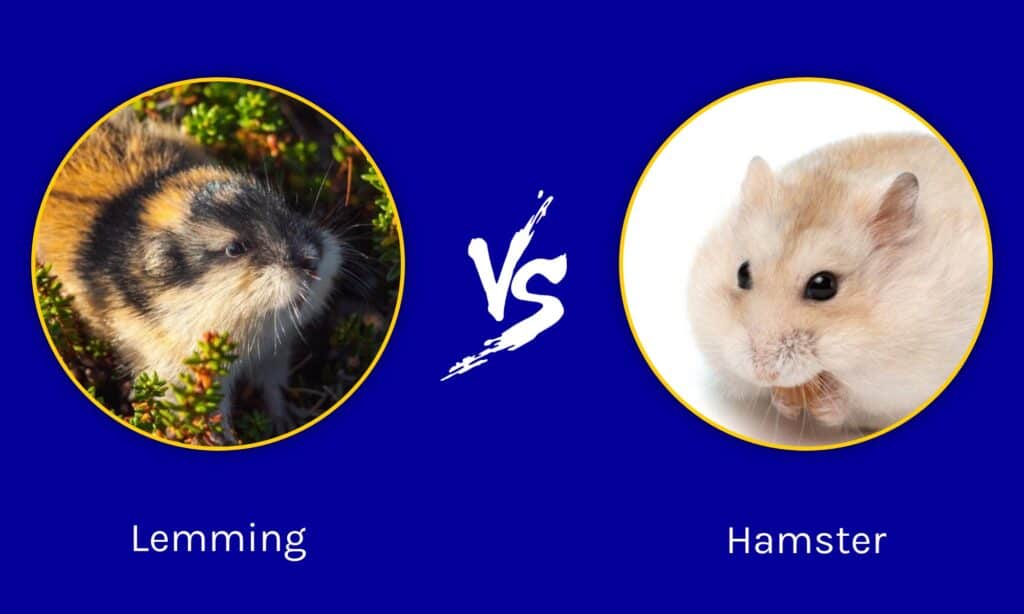 Lemming vs Hamster: What Are The Differences? - A-Z Animals