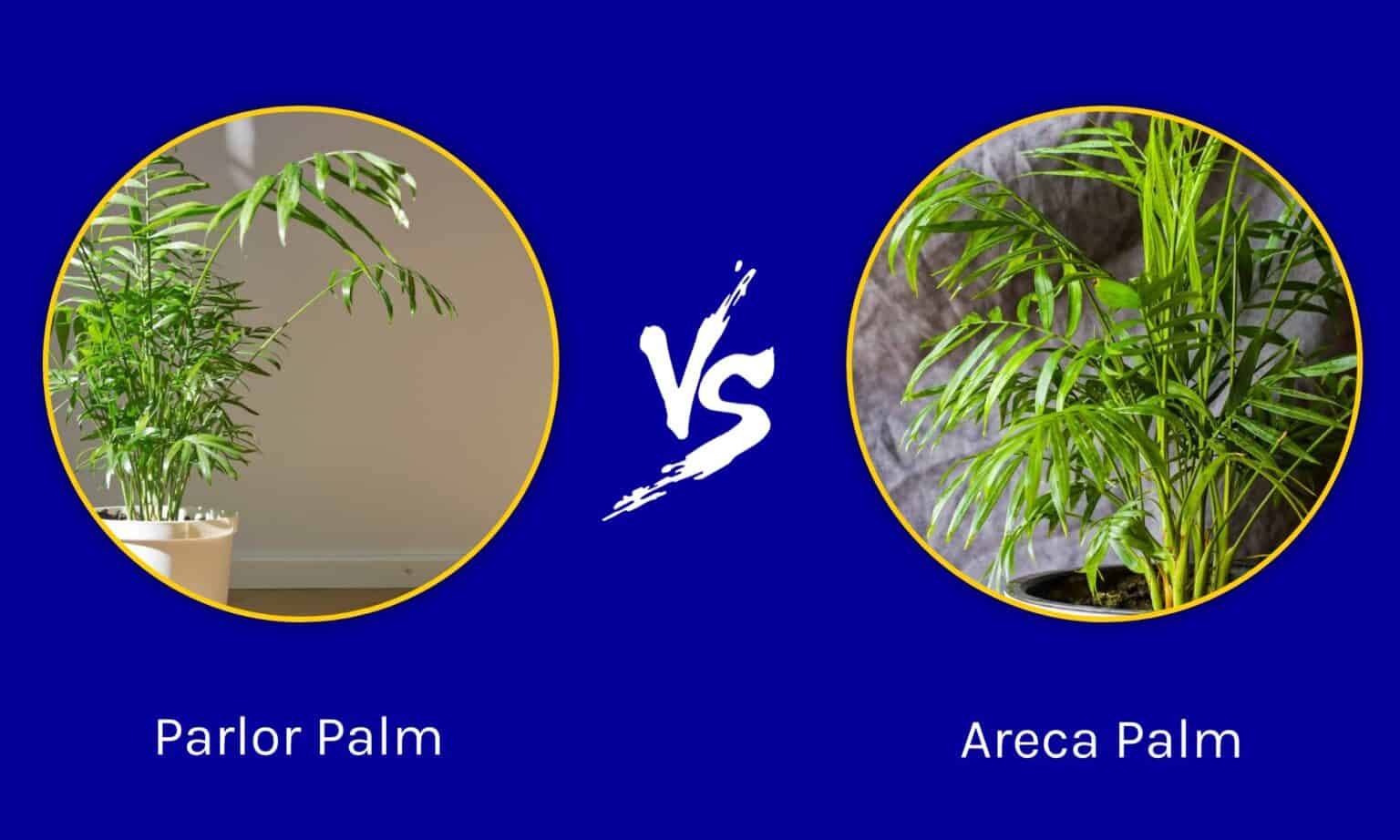 Parlor Palm vs Areca Palm What’s the Difference? AZ Animals