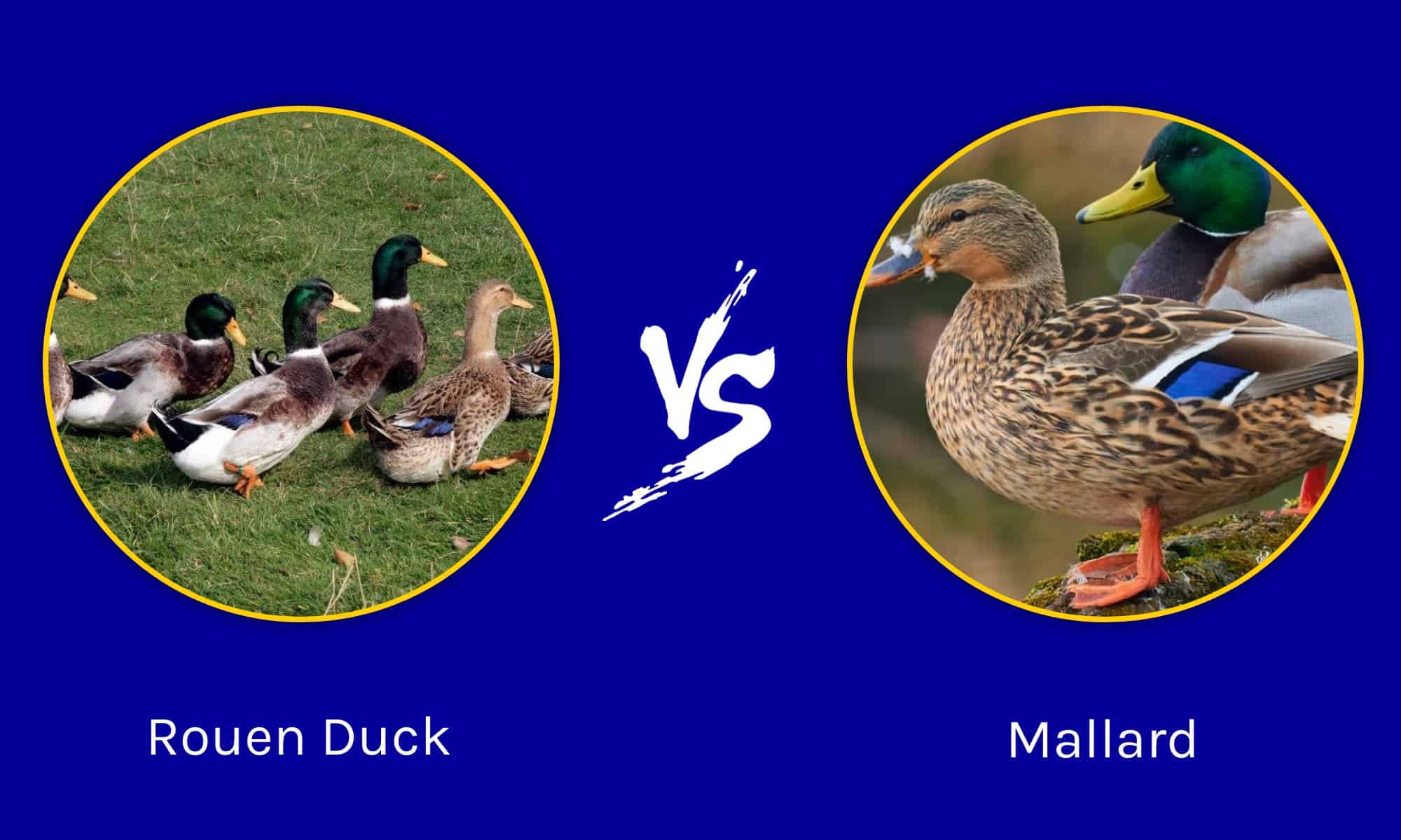 rouen-duck-vs-mallard-what-are-the-differences-wikipedia-point