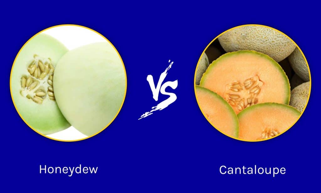 Honeydew vs Cantaloupe