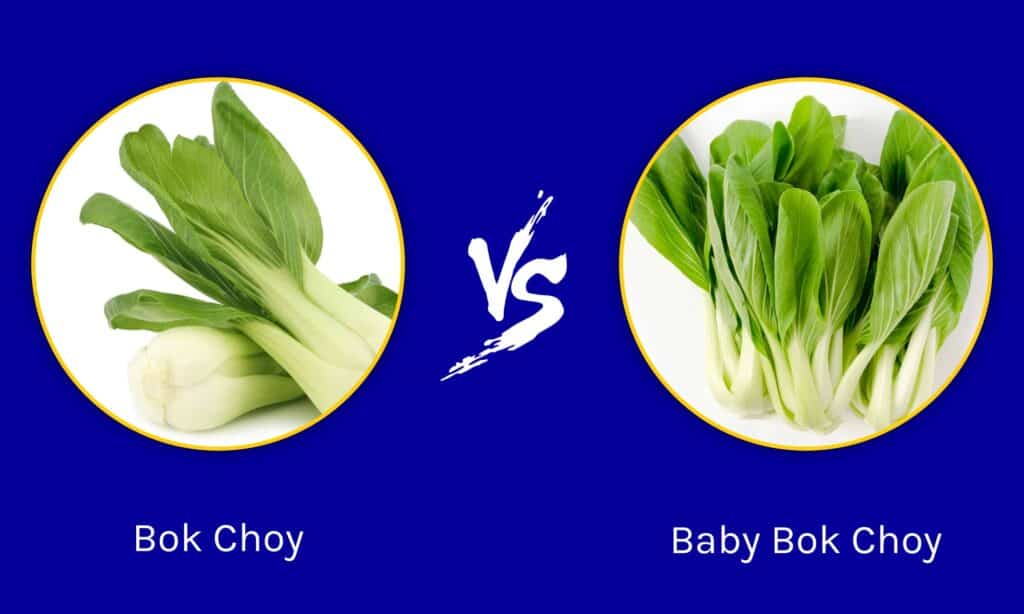 Bok Choy vs Baby Bok Choy