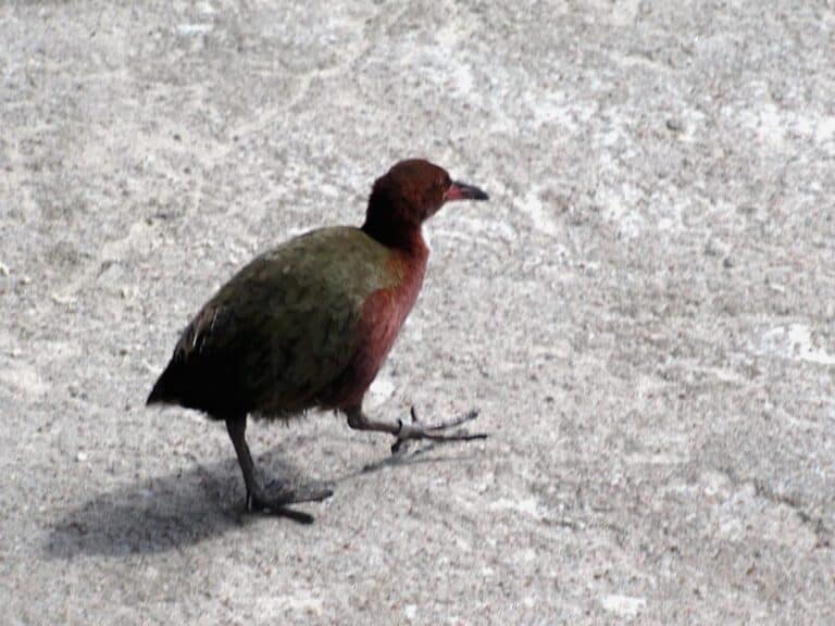 Aldabra Rail