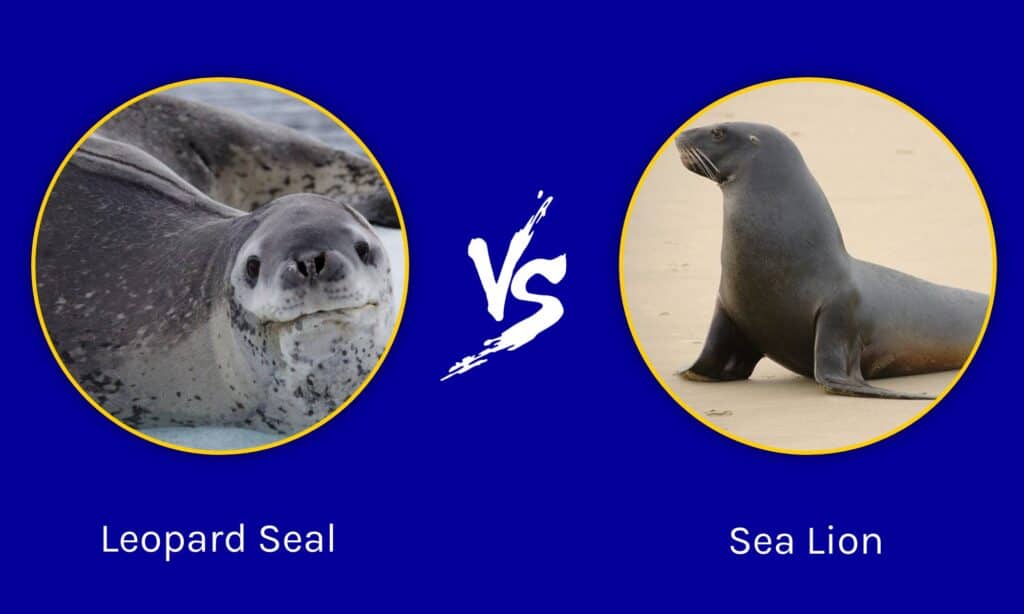 leopard seal vs sea lion