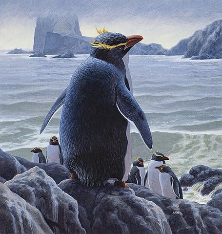 An artist's rendering of what a Chatham penguin may have looked like. In the illustration, there is one closer penguin in the center of the frame standing on a rock, its back oriented toward the viewer. Five (smaller, farther away) penguins are standing on lower rocks with semi-rough looking water in the background. 