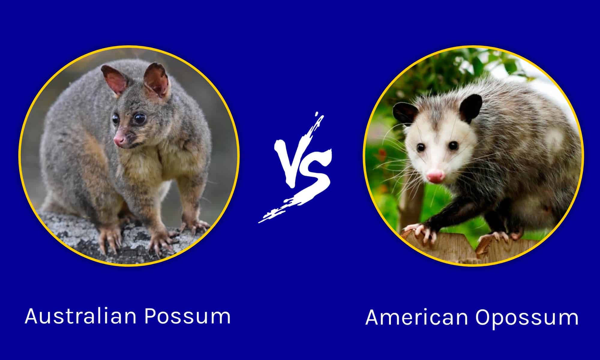 Possums As Pets Can You Do This, And Should You? AZ Animals