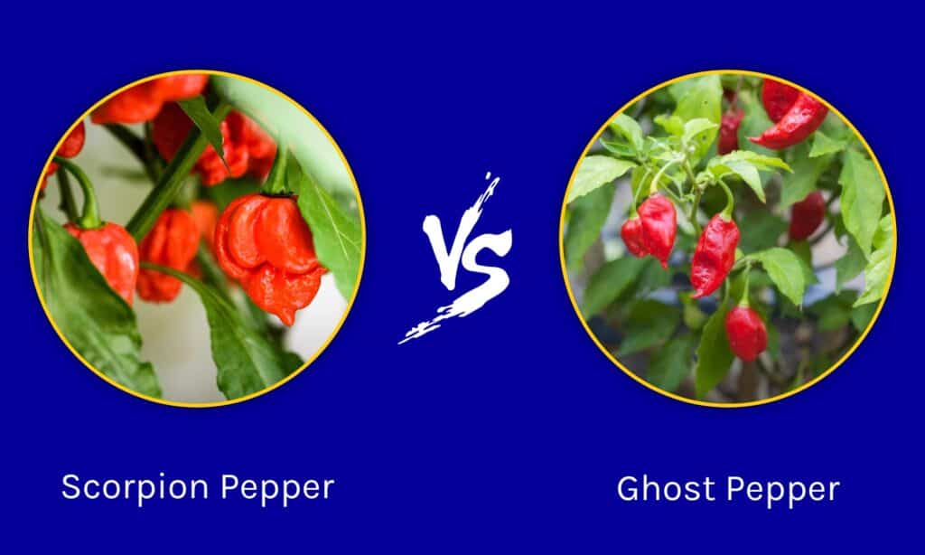 Scorpion Pepper vs Ghost Pepper