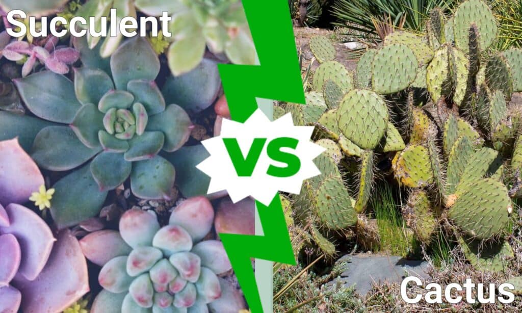 Succulente vs Cactus