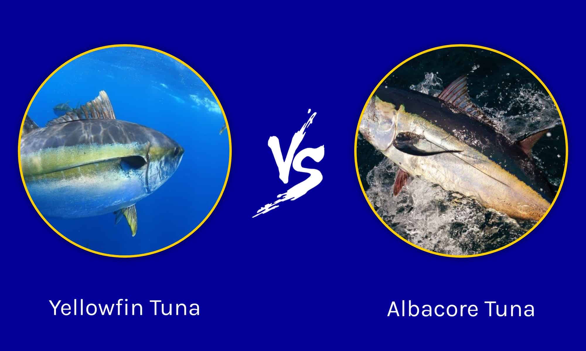 Yellowfin Tuna Vs Albacore Whats The Difference A Z Animals