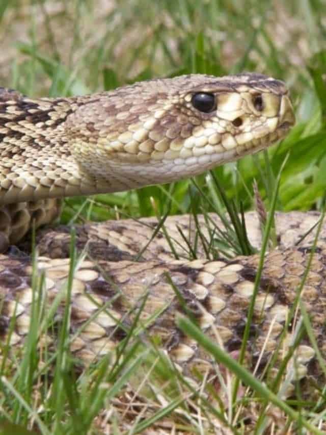 5 Poisonous Snakes In Virginia - AZ Animals