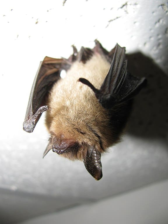 A northern long-eared bat perched on a ceiling.