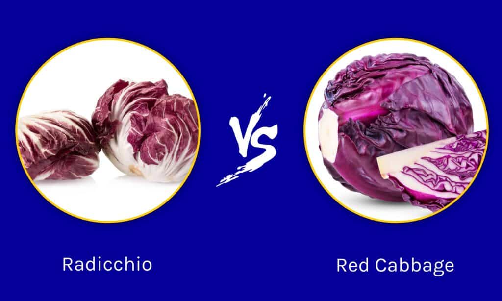 Radicchio vs Red Cabbage