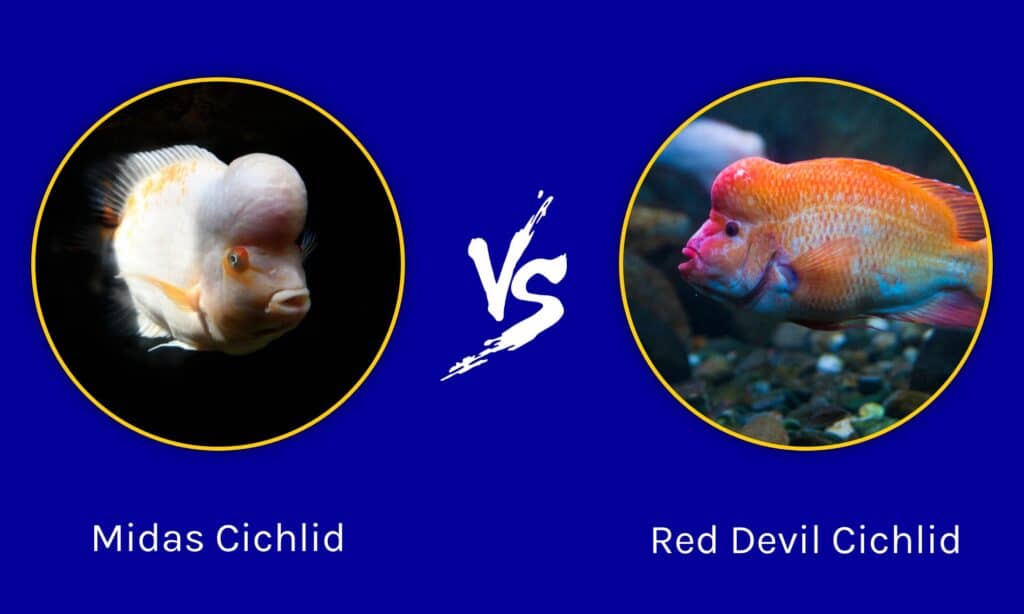 Kondensere Papua Ny Guinea Møntvask Midas Cichlid vs Red Devil - AZ Animals