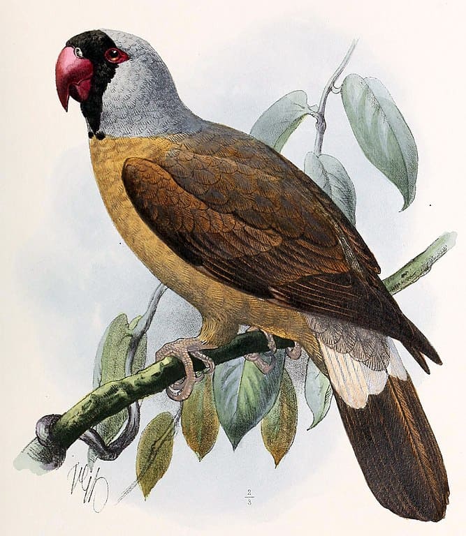 Mascarene Parrot