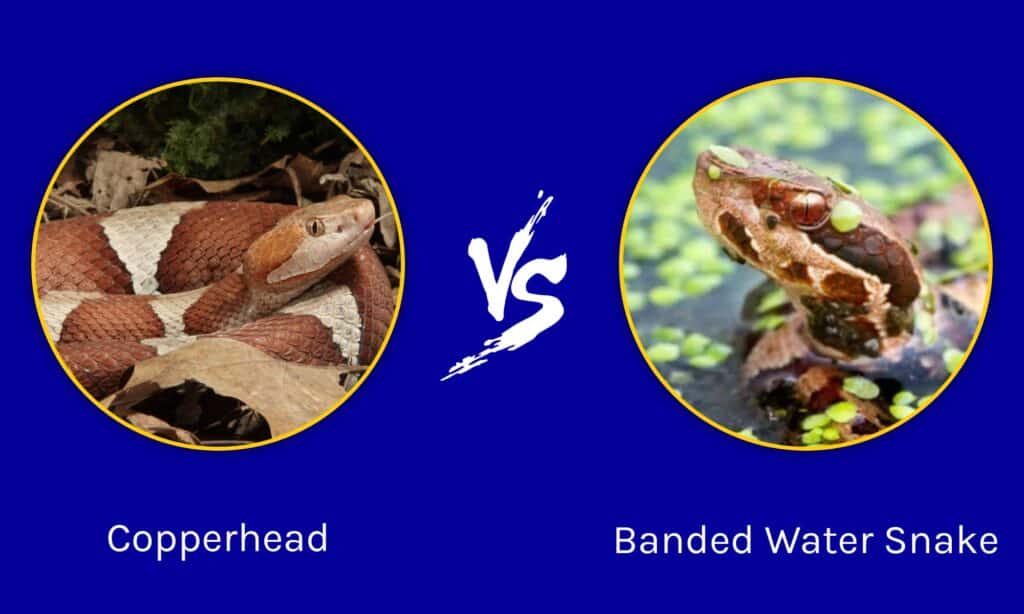 Copperhead Vs Banded Water Snake: อะไรคือความแตกต่าง? | Newagepitbulls