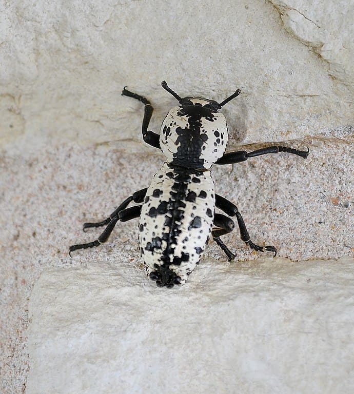 Texas ironclad beetle