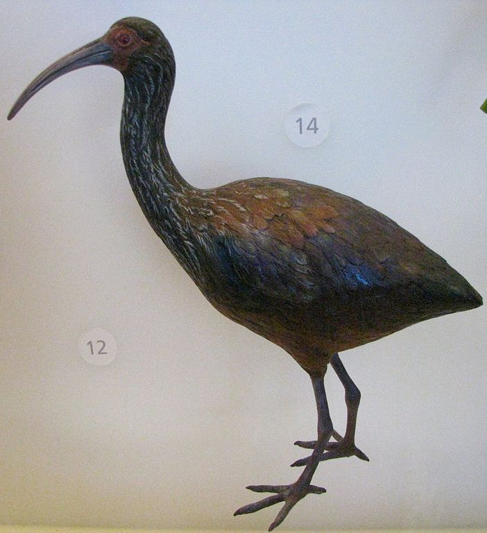 Apteribis