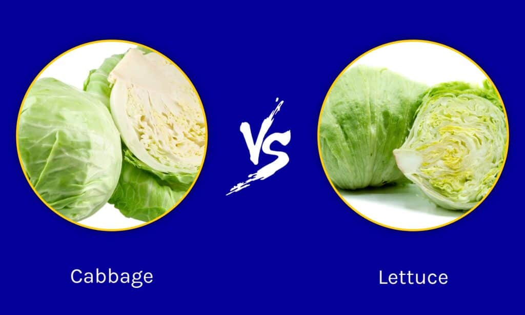 Cabbage vs Lettuce