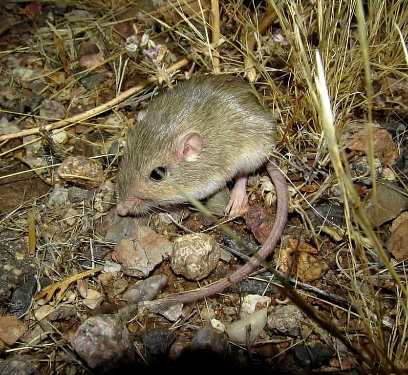 Silky Pocket Mouse