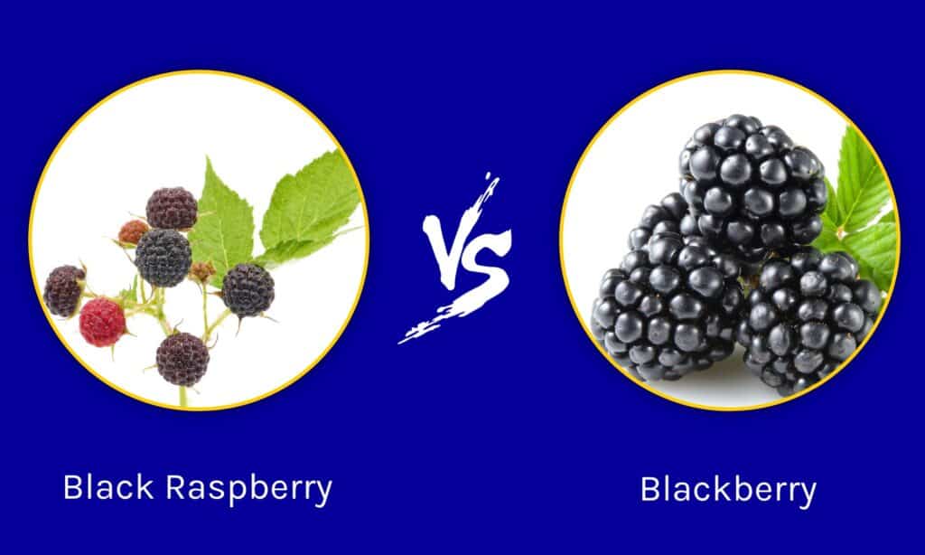 Black Raspberry vs Blackberry