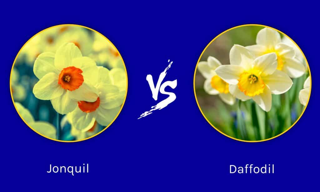 Jonquil vs Daffodil