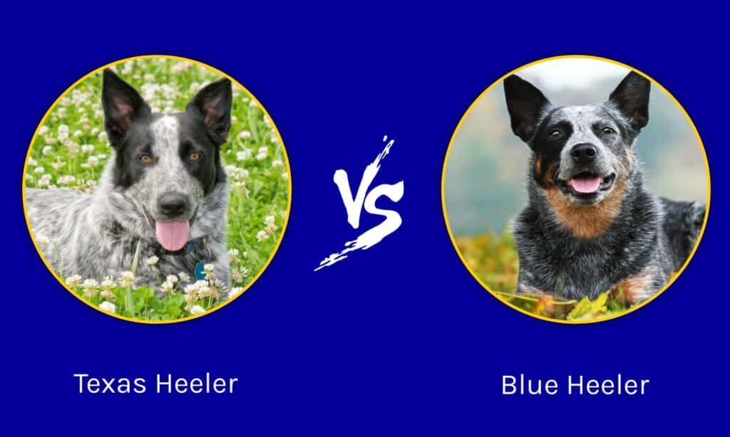 Info on miniature and toy Queensland Heelers (Australian cattle dogs)