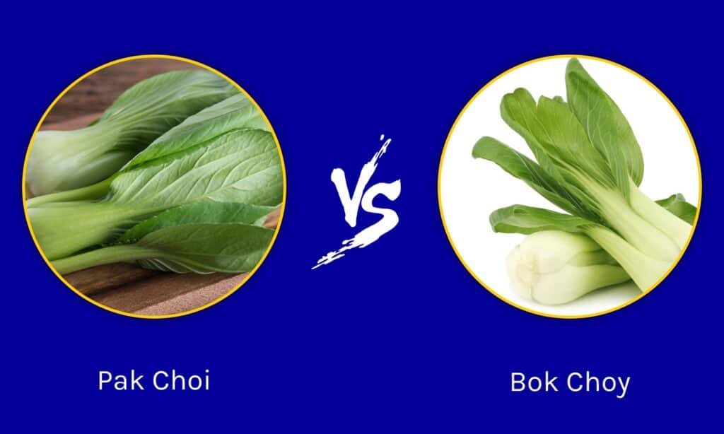 Pak Choi vs Bok Choy