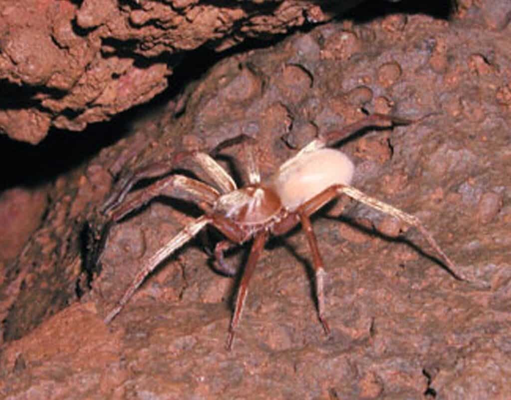 5 Extinct Types Of Spiders And 3 Critically Endangered Spiders That   Adelocosa Anops 1024x801 