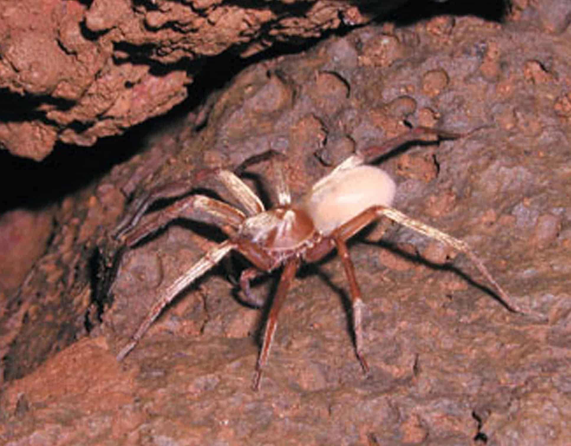 Kaua‘i cave wolf spider
