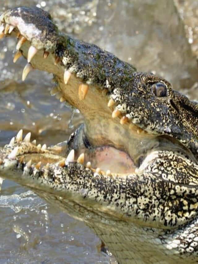 Alligator vs. Crocodile: 6 Key Differences and Who Wins in a Fight - AZ  Animals