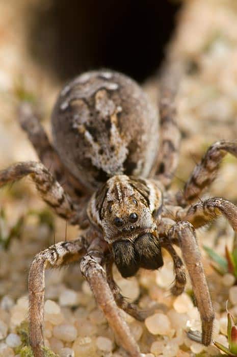 Great Fox Spider - Alopecosa fabrilis