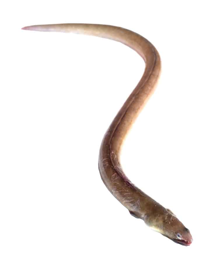 Discover The Largest American Eel Ever Caught in Missouri - A-Z Animals
