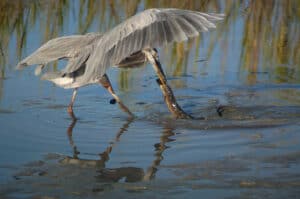 Watch A Huge Heron Slurp Up A Live Snake Like A Pasta Noodle Picture