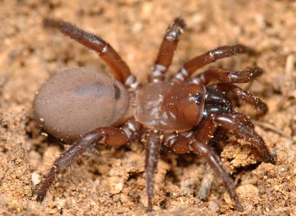biggest spiders Pennsylvania