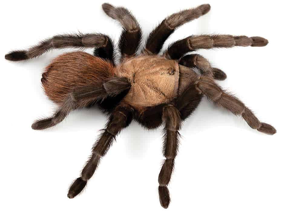 Texas Tan Tarantula