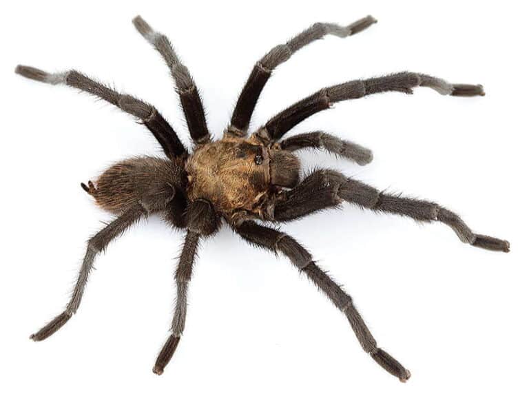 Discover 6 Types Of Tarantulas In Texas AZ Animals