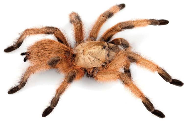 Discover 6 Types Of Tarantulas In Texas - A-Z Animals