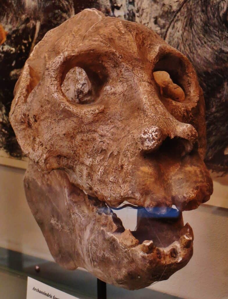 Archaeoindris skull