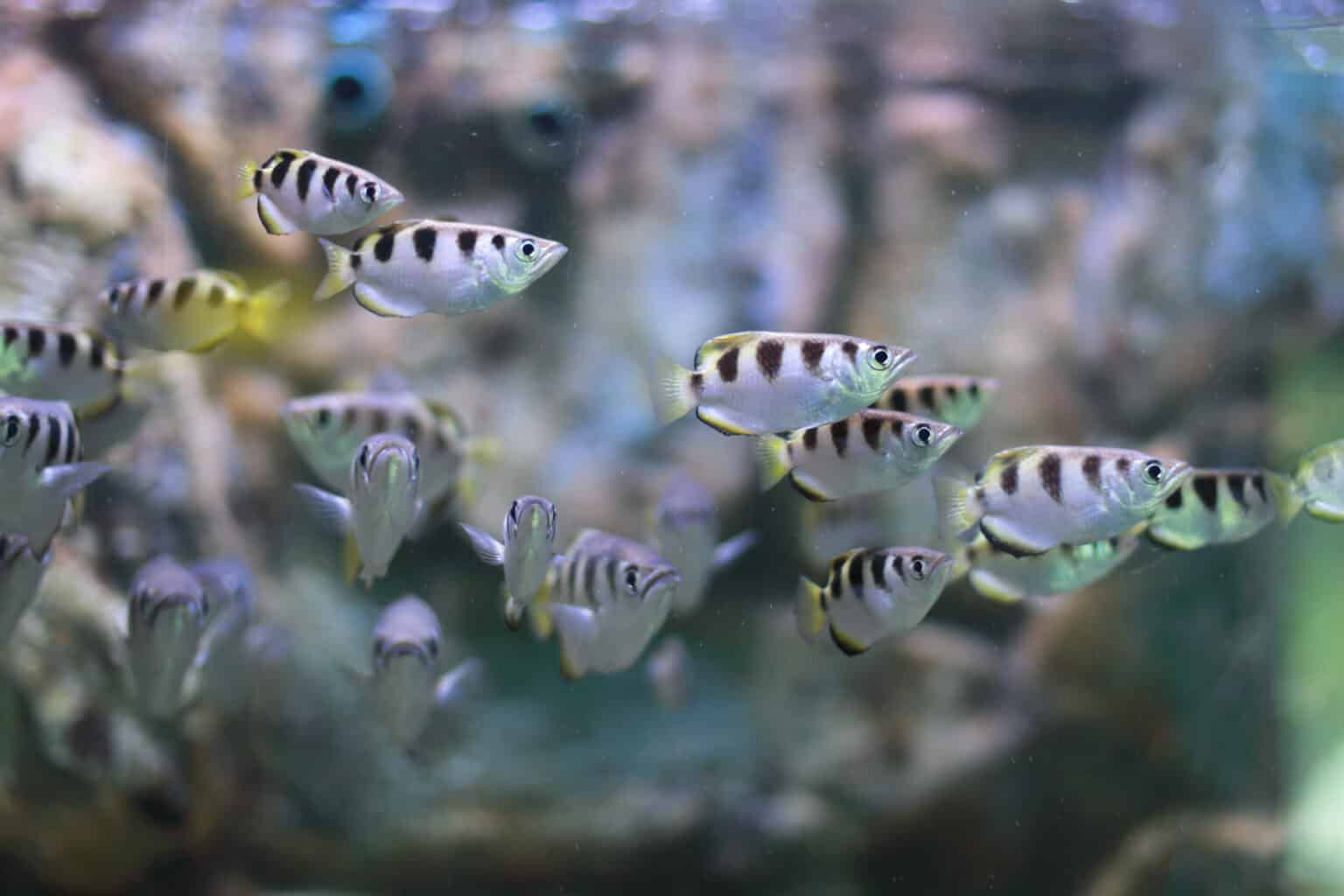 Axadora Fish Archerfish Animal Facts - Toxotidae - A-Z Animals